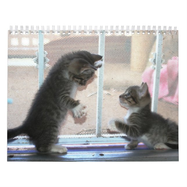 Calendário Um ano de fuzzybutts (Capa)