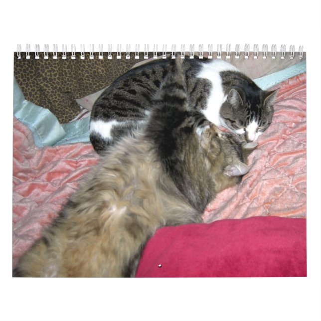 Calendário Um ano de gatinhos (edição dos EUA) (Capa)