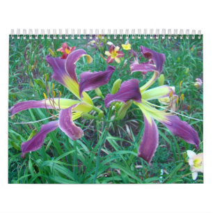 Calendário Um toque dos hemerocallis de Sun