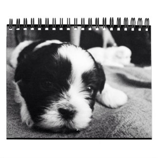 Calendário Uma dose diária da panda