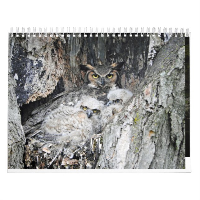 Calendário Várias Aves e Patos (Capa)