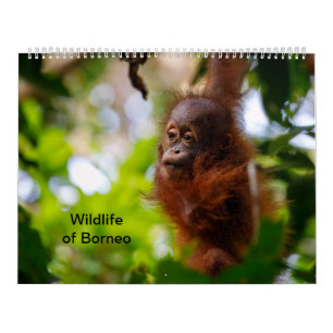 Calendário Vida selvagem de Borneo