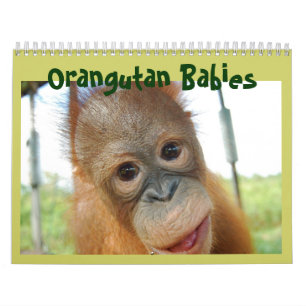 Calendário Vida Selvagem de Orangutan Macacos