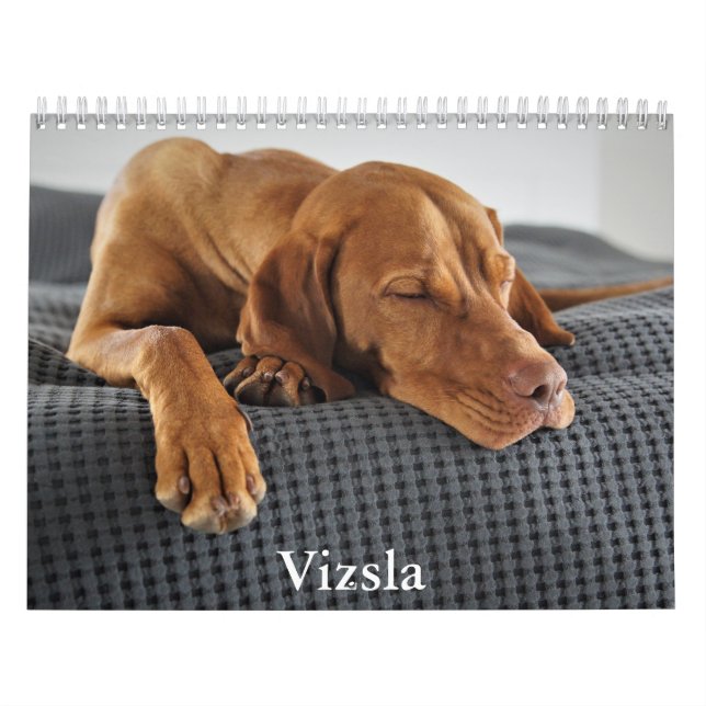Calendário Vizsla (Capa)