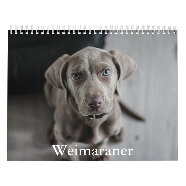 Calendário Weimaraner Calendar (Capa)