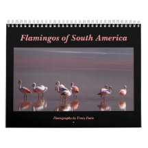 Wild Flamingo South America Birds