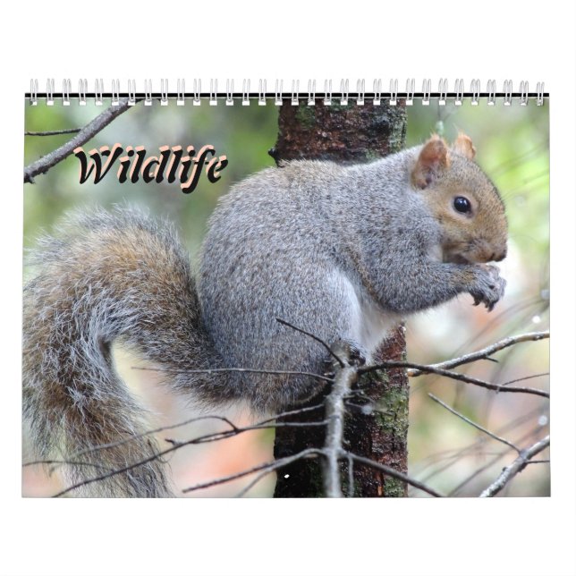 Calendário Wild Life Calendar (Capa)