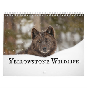 Calendário Yellowstone Wildlife