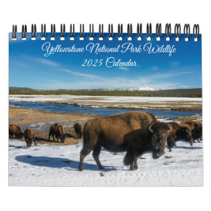 Calendário Yellowstone-Wildlife Calendar
