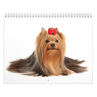 Calendário Yorkshires terrier bonitos