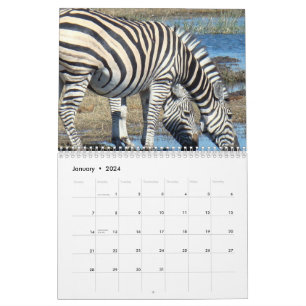 Calendário Zebra