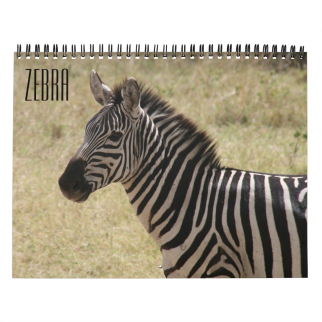 Calendário zebra 2025 (Capa)