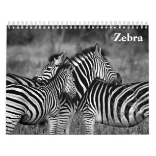 Calendário zebra 2027