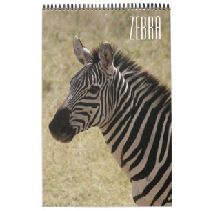 Calendário zebra áfrica