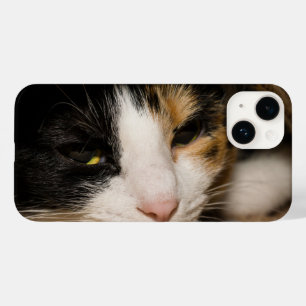 Calico Face