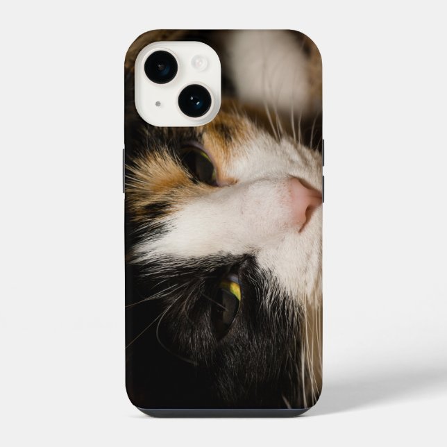 Calico Face (Verso)