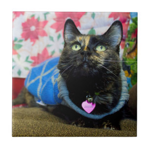 Calico II