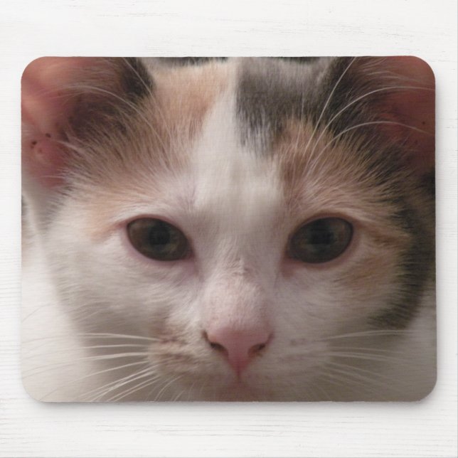 Calico kitten mousepad (Frente)