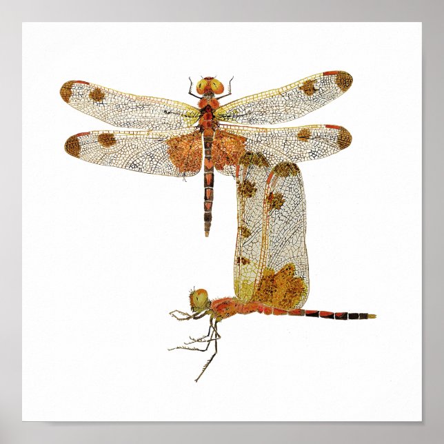 Calico Pennant Dragonfly Art Poster (Frente)