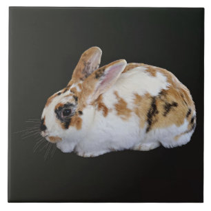 Calico Rabbit