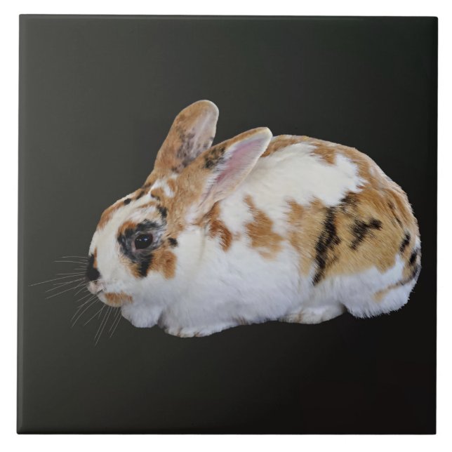 Calico Rabbit (Frente)