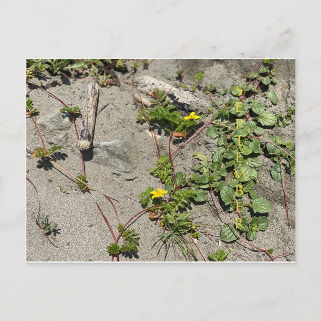 CALIFÓRNIA COLOR CELEBRAÇÃO: cartão postal de sete (Frente)