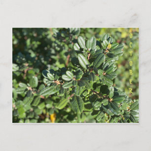 CALIFÓRNIA CORES NATIVAS: CARTÃO POSTAL DE OUTUB