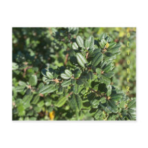 CALIFÓRNIA CORES NATIVAS: CARTÃO POSTAL DE OUTUBRO