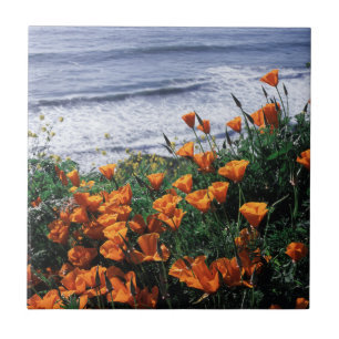 Califórnia, Costa Big Sur, Papoula da Califórnia