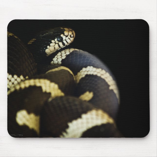 California King Cobra Mousepad (Frente)
