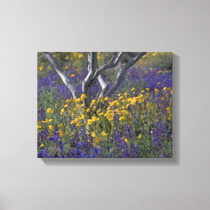 California Ojai Lupine e Poppies Canvas de Aquarel