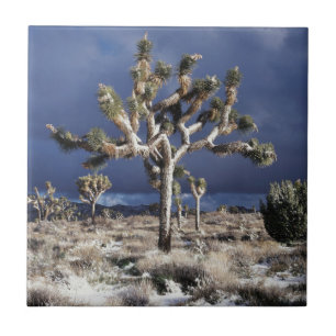 Califórnia, Parque Nacional Joshua Tree