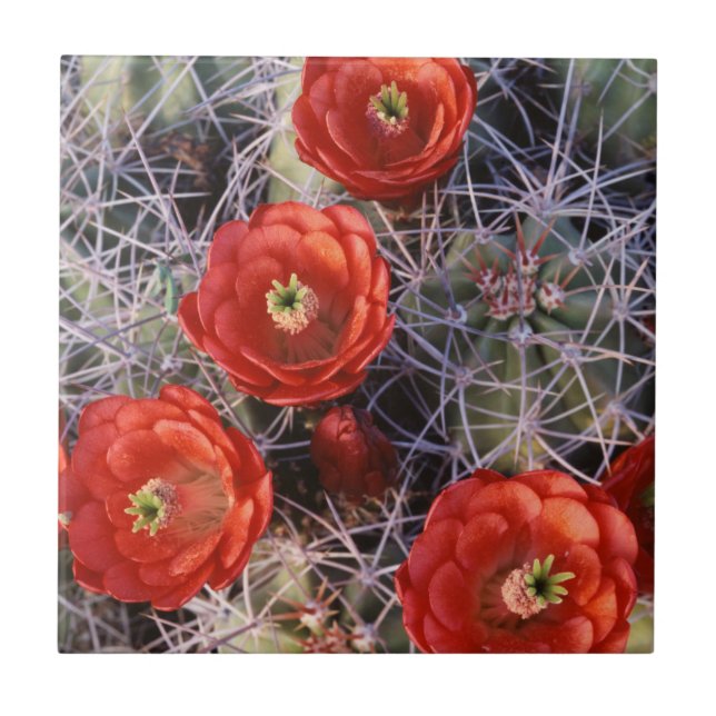 Califórnia, Parque Nacional Joshua Tree, Claret (Frente)
