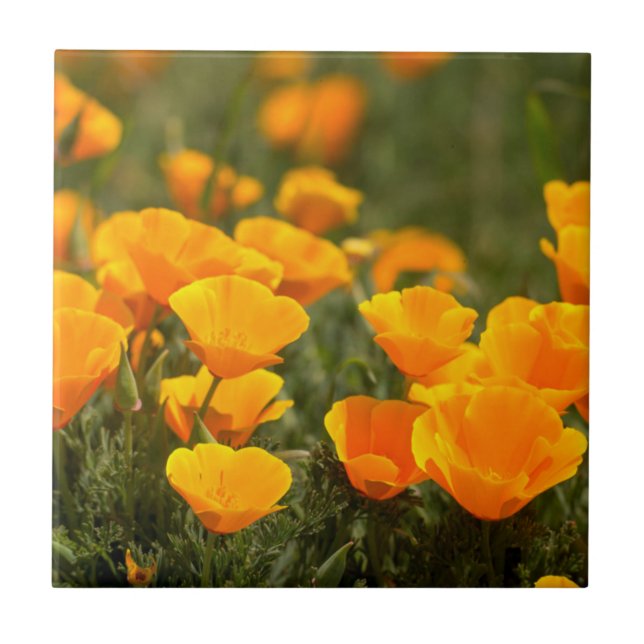 California poppies, Montana de Oro State Park (Frente)