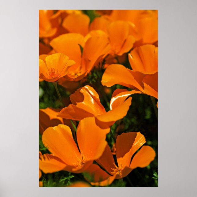 California Poppies Poster (Frente)