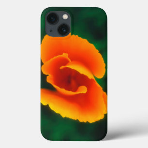California Poppy