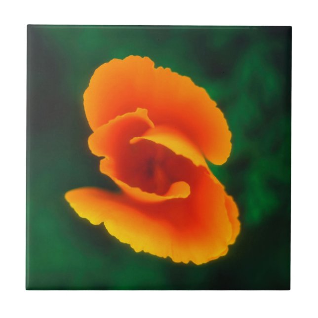 California Poppy (Frente)