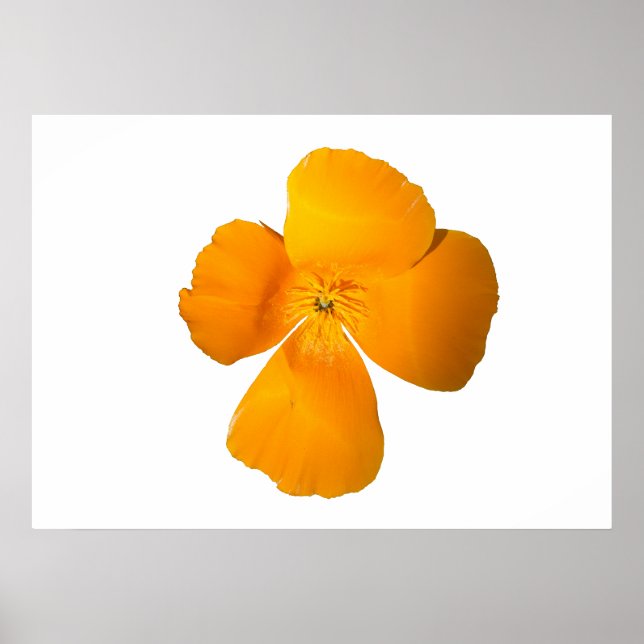 California Poppy Poster (Frente)