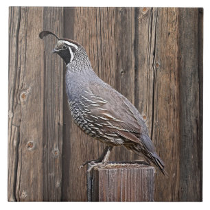 CALIFÓRNIA QUAIL NO BARNBOARD