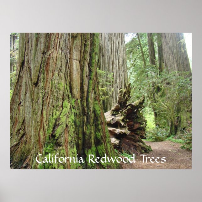 California Redwood Tres impressões de arte Grandes (Frente)