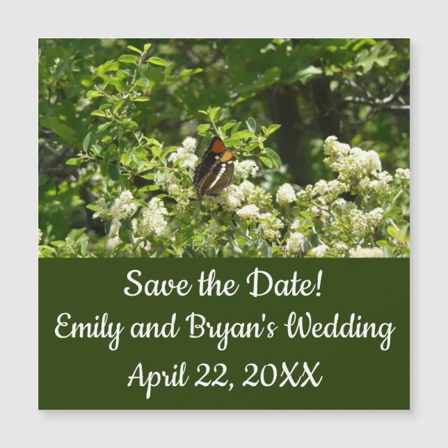 California Sister Butterfly in Yosemite (Frente)