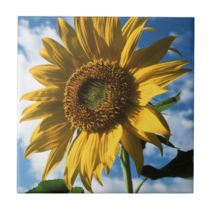 Califórnia, Um Girassol Gigante (Helianthus) 2