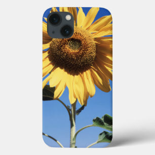 Califórnia, Um Girassol Gigante (Helianthus) 3