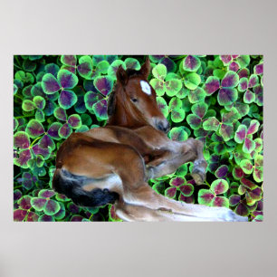 CALISTA NA Poster DE CLOVER