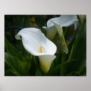 Calla Lilly Impressão