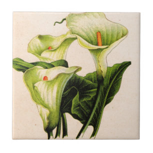 calla lily calla lily