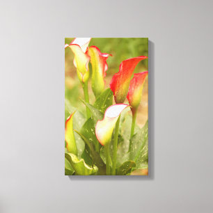 Calla Lily Canvas