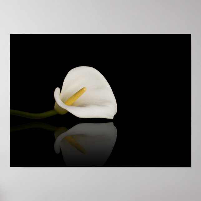 Calla Lily impressão (Frente)