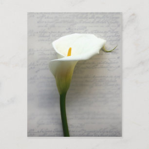 calla lily no cartão postal antigo