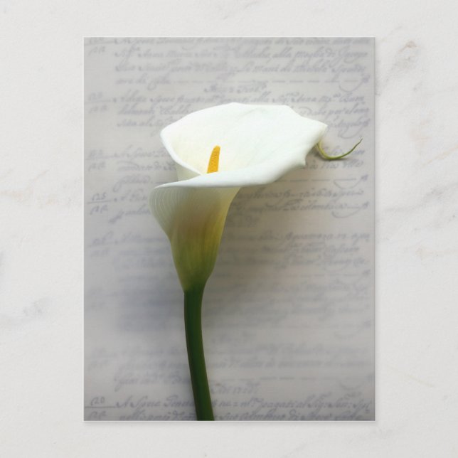 calla lily no cartão postal antigo (Frente)